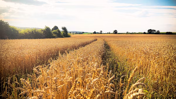 Wheat fields