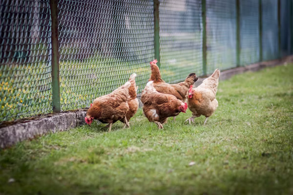 Chickens